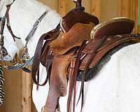 welsh-pony-gelding