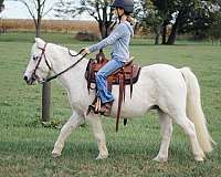 ridden-western-pony-welsh-pony