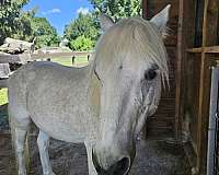 welsh-pony-for-sale