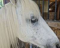 loads-well-welsh-pony