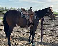balanced-appendix-horse