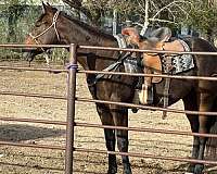 billings-appendix-horse