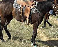 bred-to-run-appendix-horse