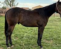 curious-appendix-horse