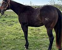 current-appendix-horse
