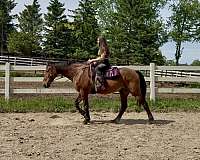 dun-factor-standardbred-horse