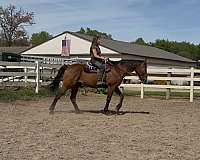 all-around-standardbred-horse