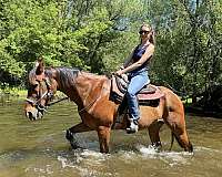 beginner-standardbred-horse