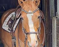 derby-oldenburg-horse