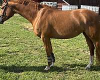amateur-friendly-oldenburg-horse
