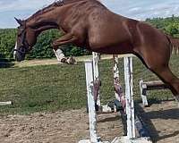 horse-for-sale-on-oldenburg