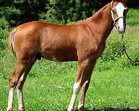 foxtrotter-half-arabian-horse