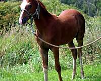 khemosabi-half-arabian-horse