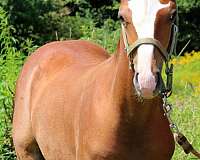 cotton-eyed-joe-half-arabian-horse