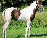 chocolate-mfthba-filly
