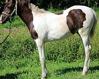 chocolate-mfthba-horse