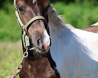 tobiano-horse