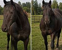 quarter-horse-for-sale