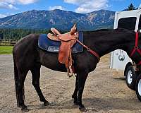 quarter-horse-gelding