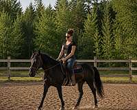 quarter-horse
