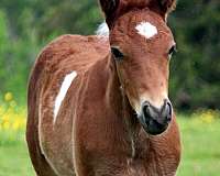 babies-missouri-fox-trotter-horse