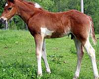 chestnut-tobiano-star-horse