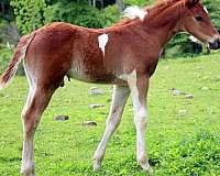 baby-missouri-fox-trotter-horse