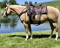 husbands-horse-gelding