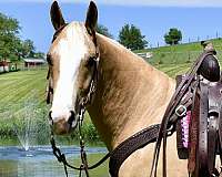 palomino-quarter-horse