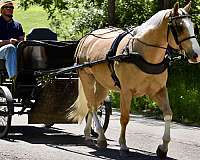 aqha-quarter-horse