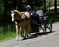 trail-horse-quarter
