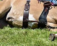 show-horse-quarter