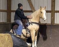 western-horse-quarter