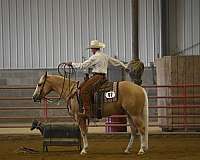 kid-safe-quarter-horse