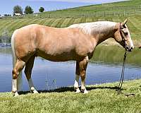 all-around-quarter-horse