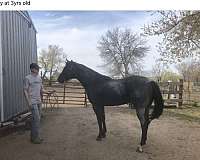 comes-colt