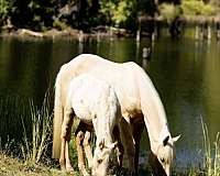 doc-hollywood-colt