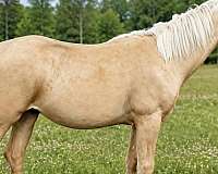 excellent-prospect-colt