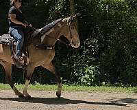 see-pictures-horse