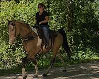 trail-horse-tennessee-walking