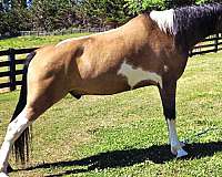 tennessee-walker-walking-horse