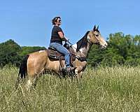 gelding-tennessee-walking-horse