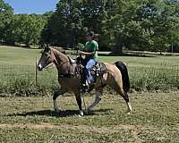 gaited-tennessee-walking-horse