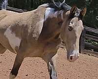 gaited-horse-tennessee-walking
