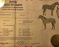 adopted-bashkir-curly-horse