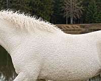 all-bashkir-curly-horse
