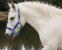 appaloosa-bashkir-curly-horse