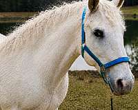 around-bashkir-curly-horse