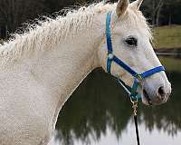 available-bashkir-curly-horse