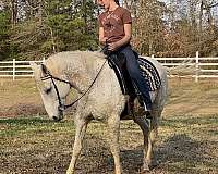 backs-bashkir-curly-horse